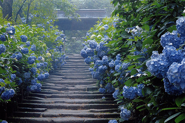 明月院
