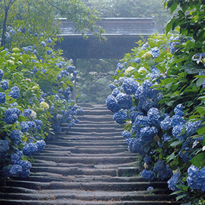 明月院